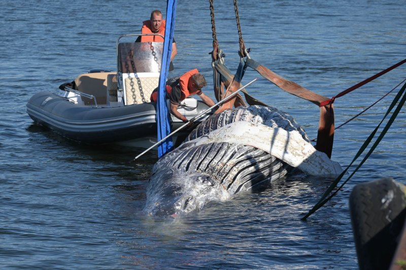 Der Kadaver eines toten Buckelwals wird auf der Insel Dänholm bei Stralsund geborgen