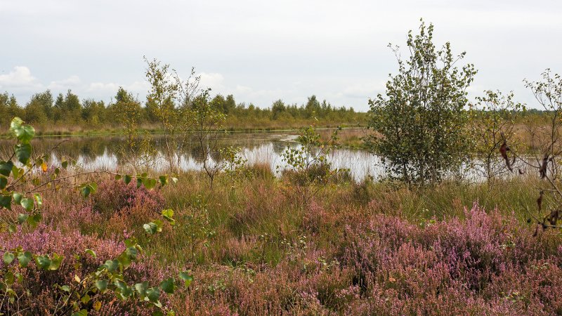 Wasser am Moorlehrpfad im Teufelsmoor.