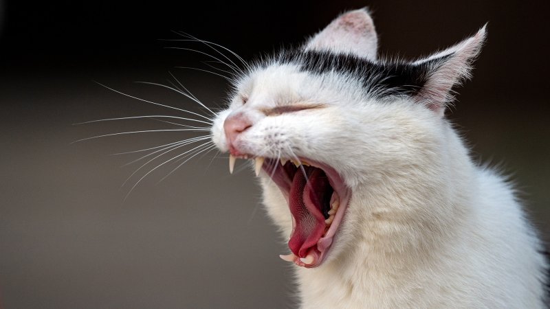 Eine schwarz-weiße Katze zeigt ihre Zähne.