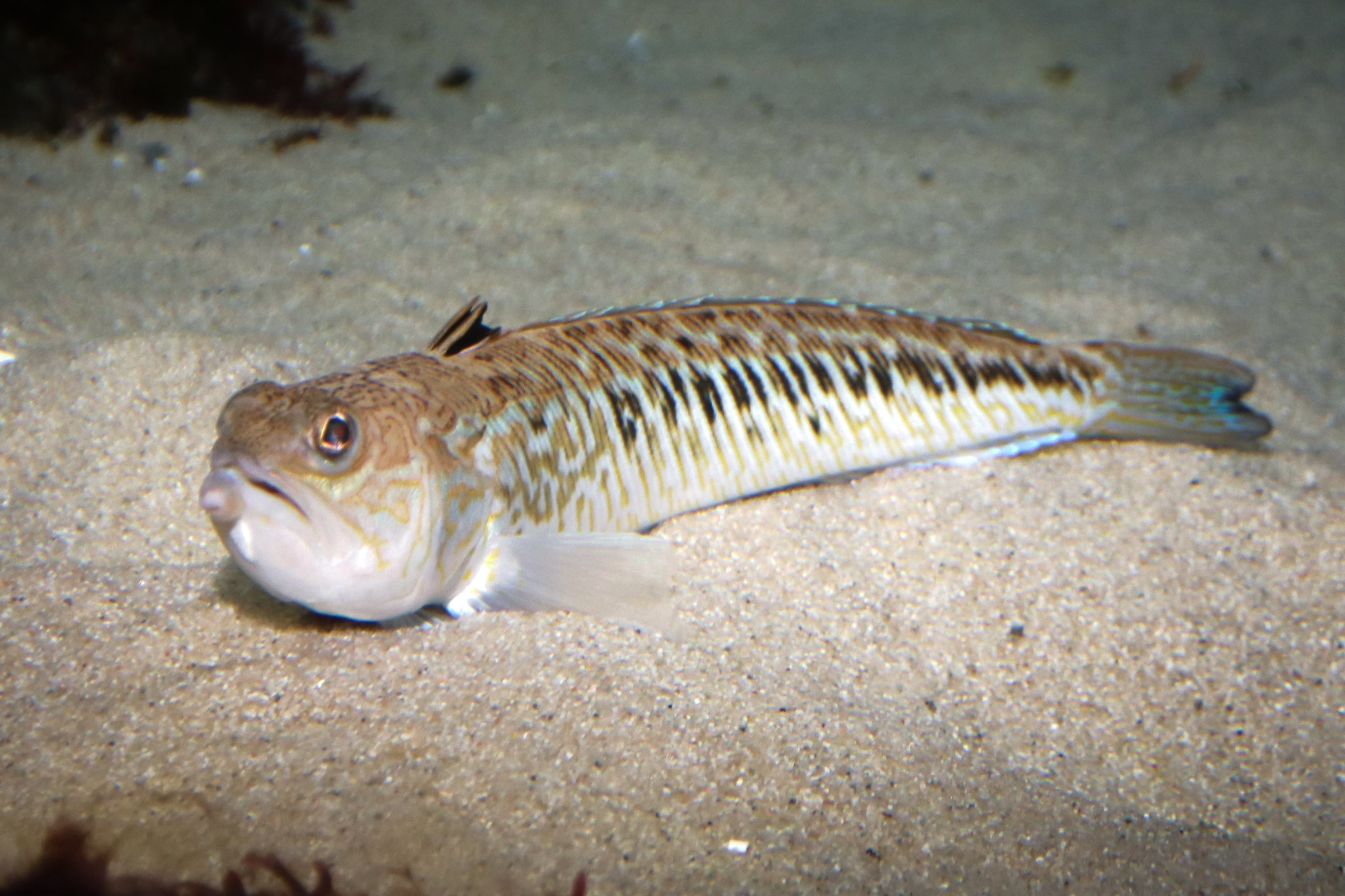 Ein Petermännchen im Sand.