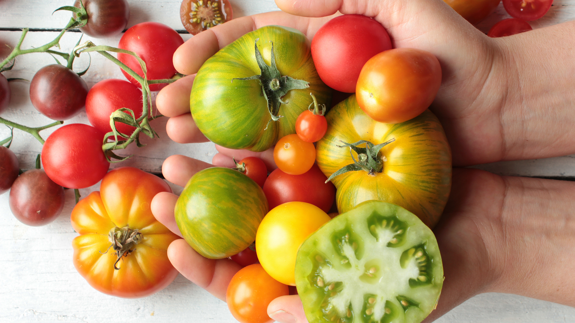 Verschiedene Tomatensorten werden auf Händen präsentiert.