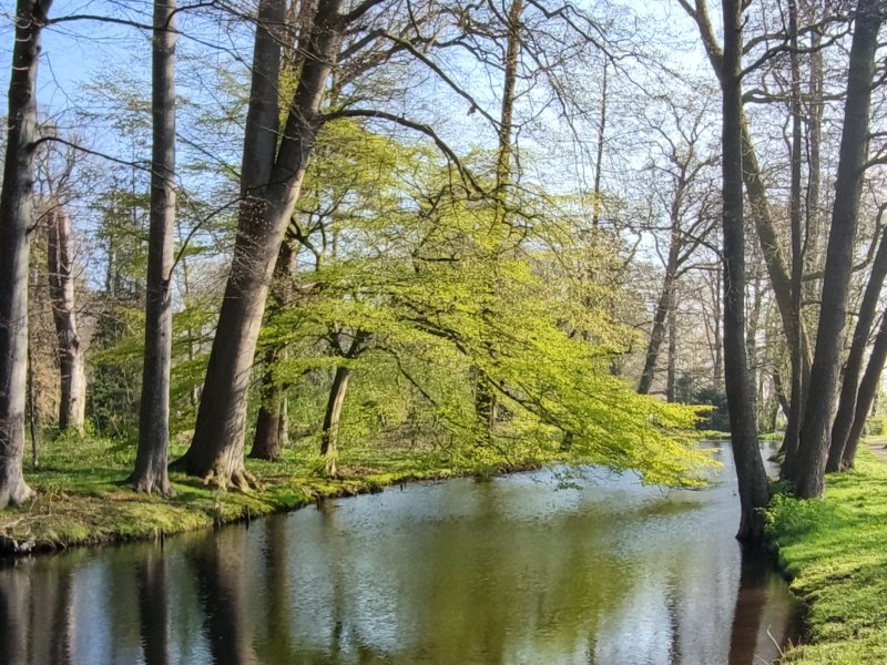 Ein Wald mit vielen Bodendeckern durch den die Sonne strahlt.