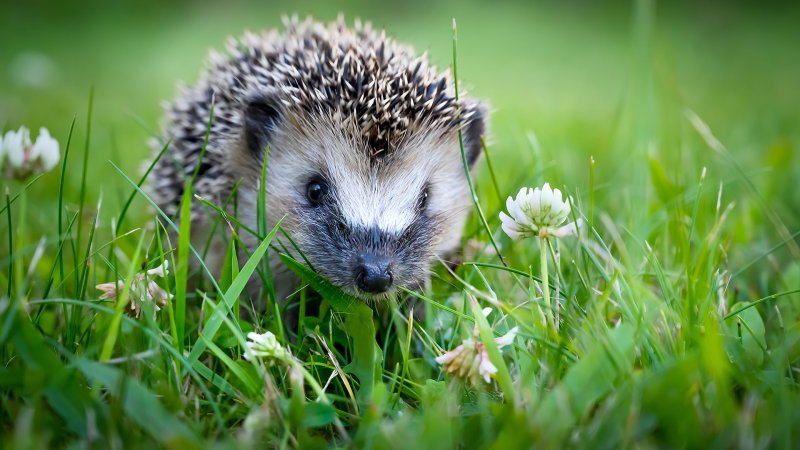 Ein Igel im Gras.