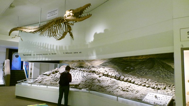 In einer Vitrine ist ein Walfossil zu sehen, unter der Decke ein Abguss eines weiteren Wals.