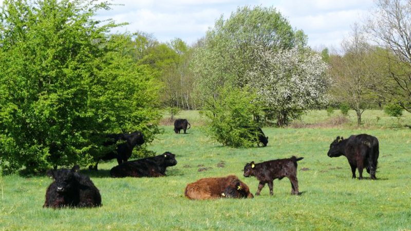 Galloway-Rinder zwischen Gestrüpp im Hamburger Naturschutzgebiet Höltigbaum.