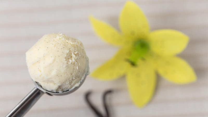 Frische Kugel Vanilleeis im Eisportionierer mit Vanilleschoten und Vanilleblüte.