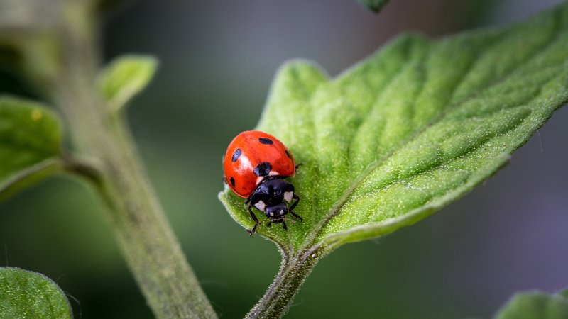 Marienkäfer auf einem Blatt