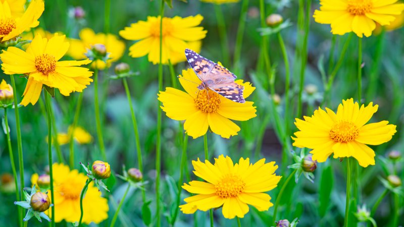 Ein Schmetterling sitzt auf der Blüte der Zierpflanze Mädchenauge.