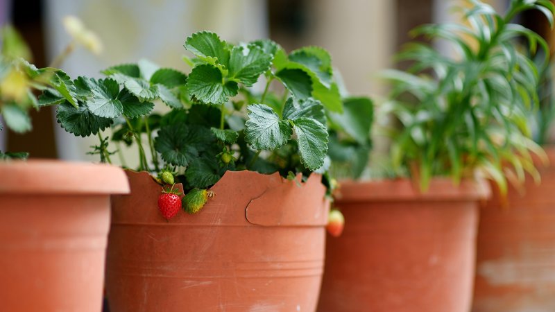Erdbeeren wachsen in einem Topf