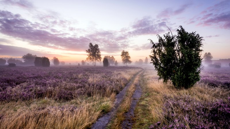 Wanderweg im Wacholderwald Schmarbeck