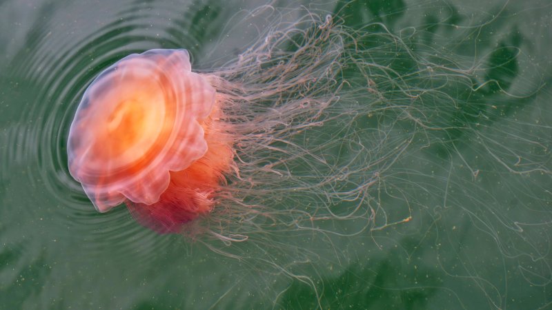 Eine Feuerqualle an der Wasseroberfläche.