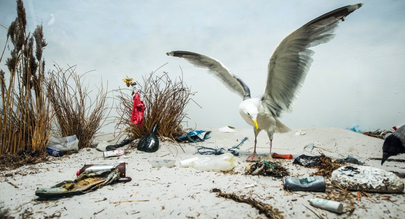Überall am Strand liegt Plastikmüll herum, dazwischen steht eine Möwe.