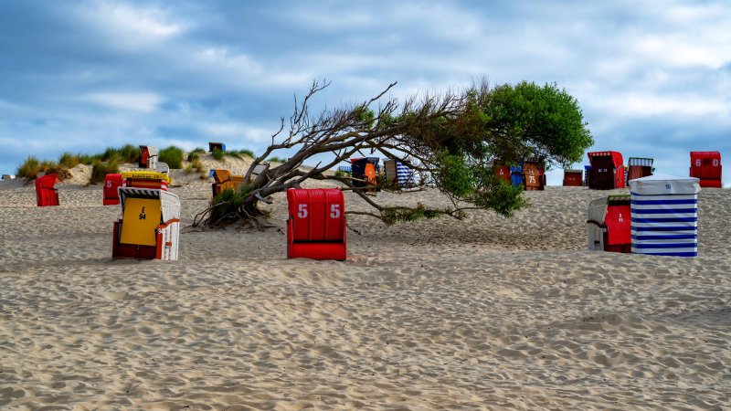 Ein vom Wind geneigter Baum am Strand der Insel Borkum. Rundherum stehen Strandkörbe.
