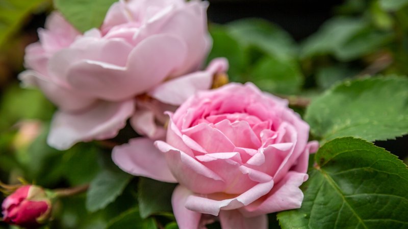 zwei rosafarbene Rosenblüten