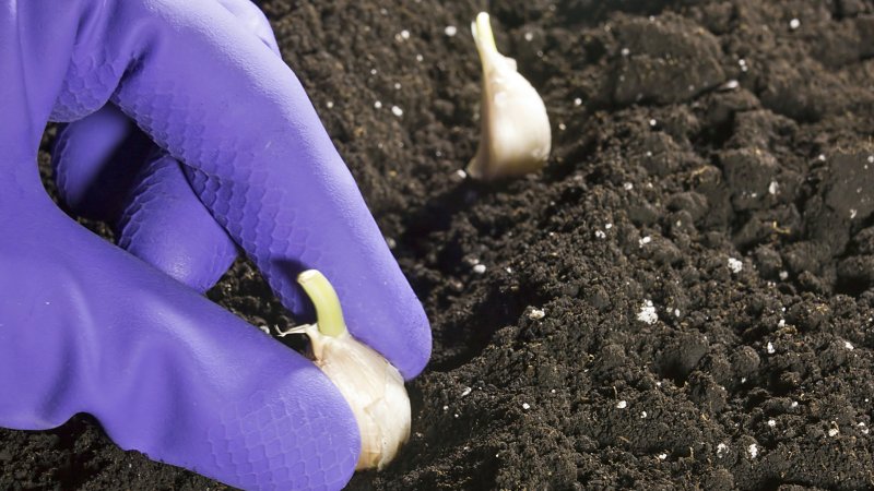 Eine Person mit lilafarbenen Gummihandschuhen pflanzt Knoblauch in ein Beet.
