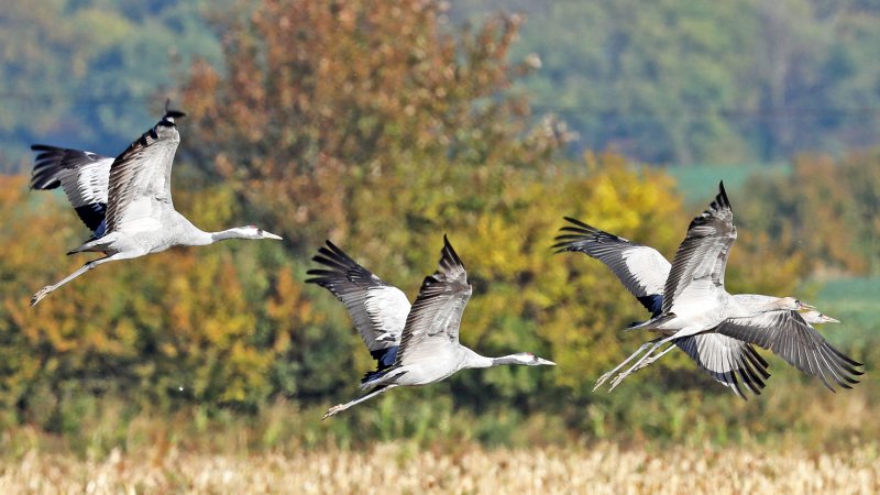 Kraniche fliegen über einem Feld.