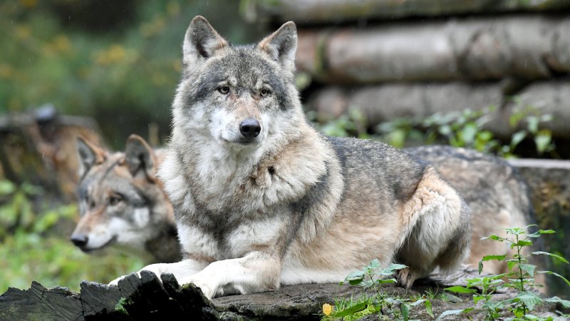 Zwei Wölfe liegen in ihrem Gehege im Wildpark Eekholt.