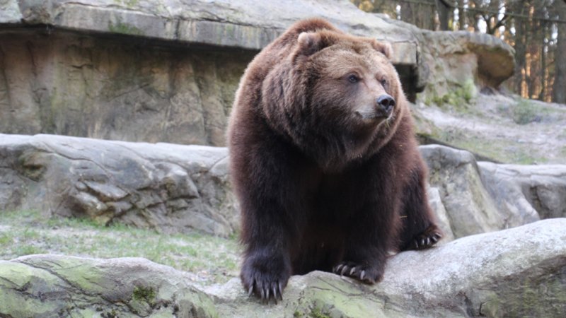 Ein Bär im Wildpark Lüneburger Heide